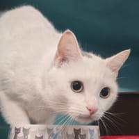 MALLOW, chat à adopter