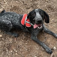 MAYA, chienne à adopter