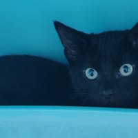 NOX, chatte à adopter