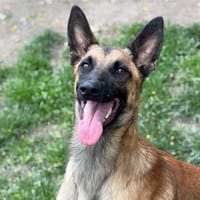 Androu CAA15082, chien à adopter