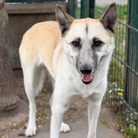 Savana CAA15083, chienne à adopter