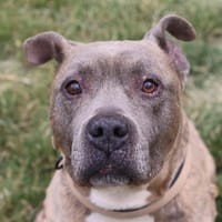 JBOXEUR, chien à adopter