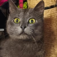 AMELE, chatte à adopter