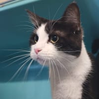 CABOUNETTE, chatte à adopter
