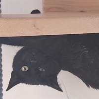 TORNADO, chat à adopter