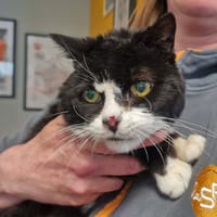 MINOUCHE, chatte à adopter