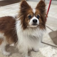 RUBENS (OAA19975), chien à adopter