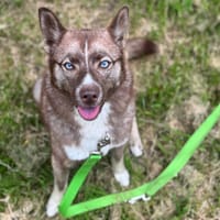 ALBA OAA19974, chienne à adopter