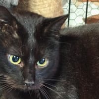 ANTOINE, chat à adopter