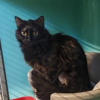 SEKIRO, chatte à adopter