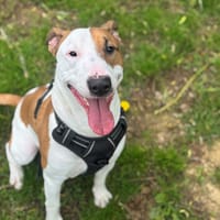 OAA19971 TANGO, chien à adopter