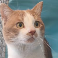 TIGROUROUX, chat à adopter