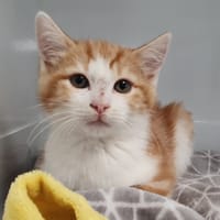 LUIGI CHA, chat à adopter