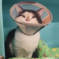 DOMINO, chat à adopter