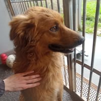 DOUG, chien à adopter