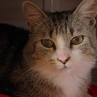 ROBERT, chat à adopter