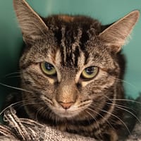 HAWAÏ C, chatte à adopter