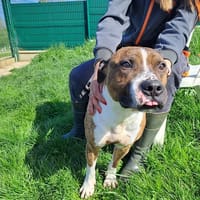 WARRIOR, chien à adopter