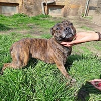 ULANE, chienne à adopter