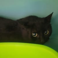 Ding, chatte à adopter