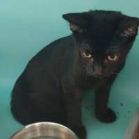 ORION, chat à adopter