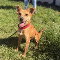 Panatine, chienne à adopter