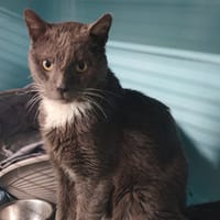 FINDIK, chat à adopter