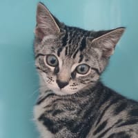 COSMO, chat à adopter