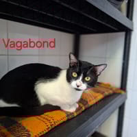 Vagabond, chat à adopter