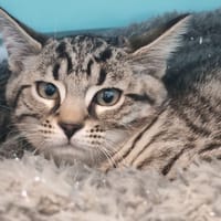 ASTRA, chatte à adopter