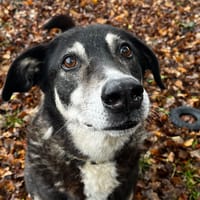 SAFI, chien à adopter