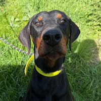 HERMES, chien à adopter