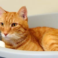 TOONCES PAB28687, chat à adopter