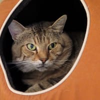 ETHAN PAB28553, chat à adopter