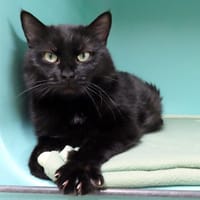 ABONDANCE, chatte à adopter