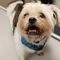 Jappy, chienne à adopter