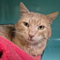 CAPPUCINO QCT, chat à adopter