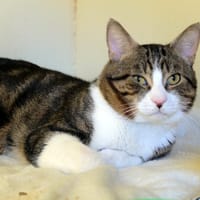 PAB28586 Mulot, chat à adopter