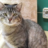 Levain PAB28565, chat à adopter