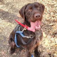 Marcel PAA24125, chien à adopter