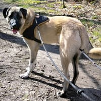 ASLAN PAA24151, chien à adopter