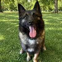 scrappy paa24091, chien à adopter