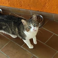 MIKE, chat à adopter