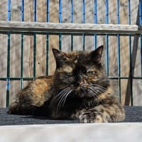 Titi, chatte à adopter