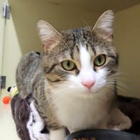 JAMES PAB28531, chat à adopter