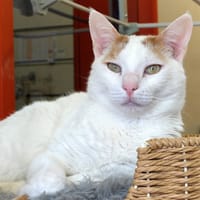 MIMO PAB28582, chat à adopter