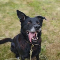 ROXY, chienne à adopter