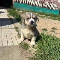 tati, chienne à adopter