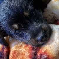 Joy, suczka do adopcji