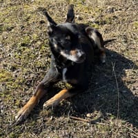 Fredzio, pies do adopcji